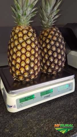 Imagem Abacaxi de Marataízes Imagem Abacaxi de Marataízes
