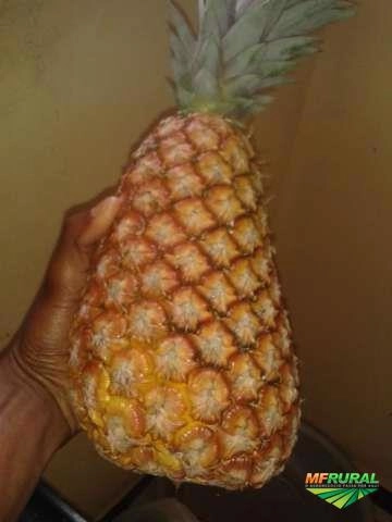 Imagem Abacaxi de Marataízes Imagem Abacaxi de Marataízes