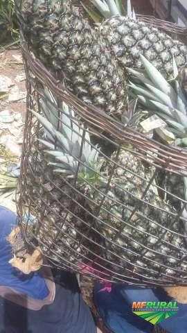 Imagem Abacaxi de Marataízes Imagem Abacaxi de Marataízes