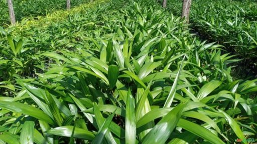 Mudas de Açaí Imagem Mudas de Açaí