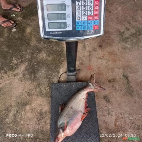 Peixe Panga/Tambatinga