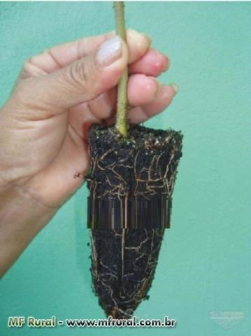 Imagem Mudas de Mogno africano Imagem Mudas de Mogno africano