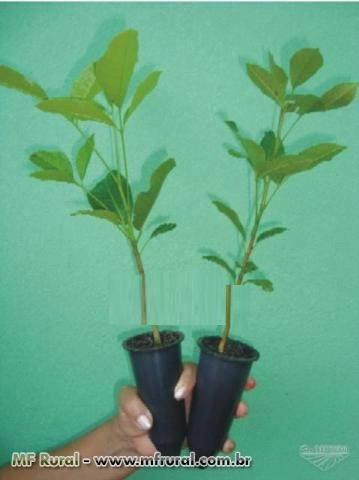 Imagem Mudas de Mogno africano Imagem Mudas de Mogno africano