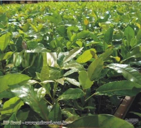 Mudas de Mogno africano Imagem Mudas de Mogno africano