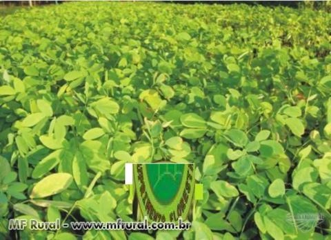 Mudas de Sansão do Campo Imagem Mudas de Sansão do Campo