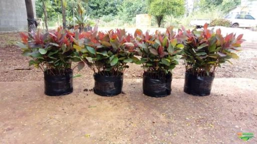 Muda de Eucalipto Clonal / Citriodora Imagem Muda de Eucalipto Clonal / Citriodora