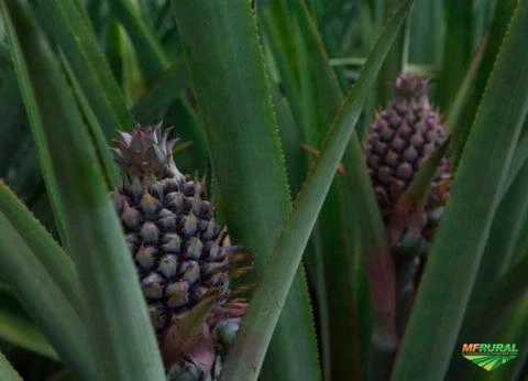 Imagem Abacaxi Pérola - Hortifruti Imagem Abacaxi Pérola - Hortifruti