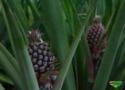 Abacaxi Pérola - Hortifruti Imagem Abacaxi Pérola - Hortifruti