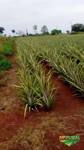 Imagem Abacaxi Pérola - Hortifruti Imagem Abacaxi Pérola - Hortifruti