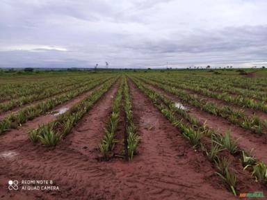 Imagem Abacaxi Pérola - Hortifruti Imagem Abacaxi Pérola - Hortifruti