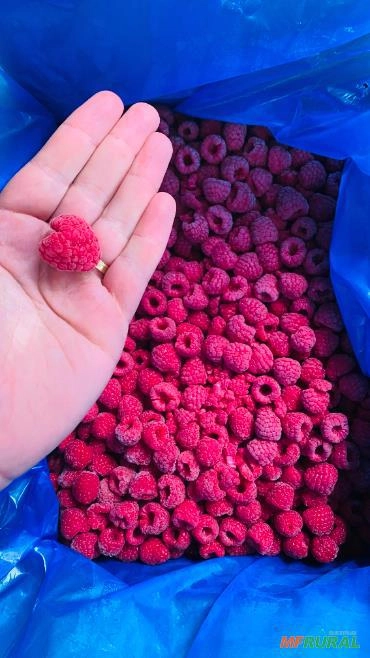 Framboesa Fruta Imagem Framboesa Fruta