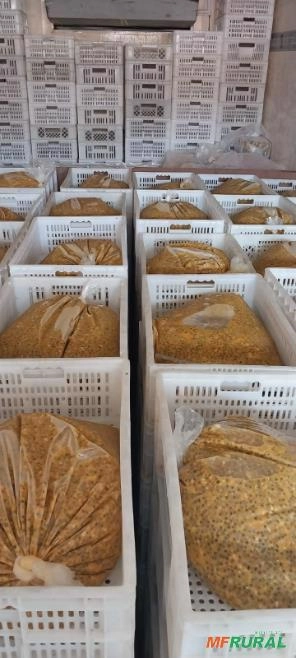 Imagem Framboesa Fruta Imagem Framboesa Fruta