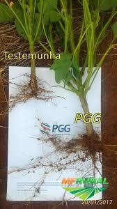 Imagem PGG FERMIN Imagem PGG FERMIN