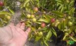 Camu Camu orgânico certificado Imagem Camu Camu orgânico certificado