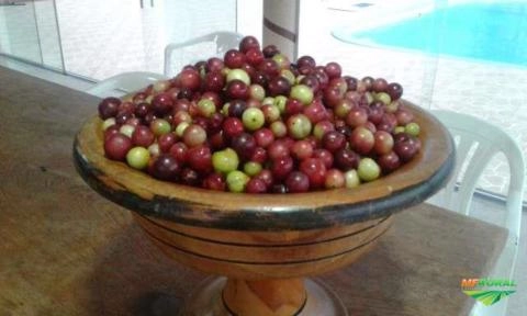 Imagem Camu Camu orgânico certificado Imagem Camu Camu orgânico certificado