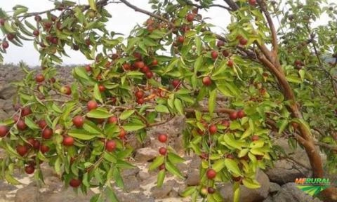 Camu Camu orgânico certificado Imagem Camu Camu orgânico certificado