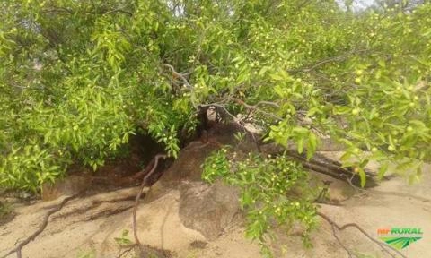 Imagem Camu Camu orgânico certificado Imagem Camu Camu orgânico certificado