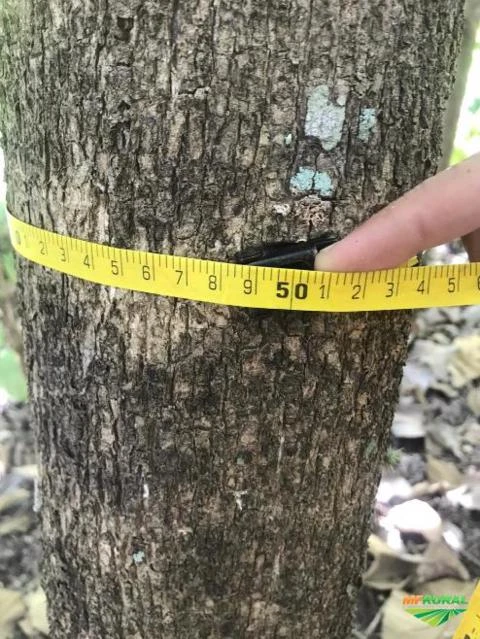 Árvores de teca Imagem Árvores de teca