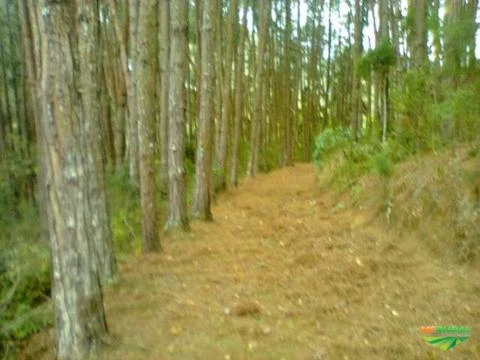 Área  156.000 m2  com 10.000 árvores de pinus elliotti em Nova Friburgo/RJ