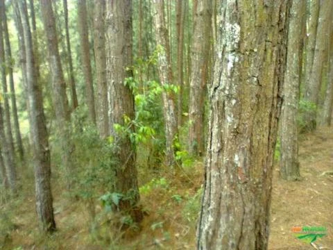 Área  156.000 m2  com 10.000 árvores de pinus elliotti em Nova Friburgo/RJ