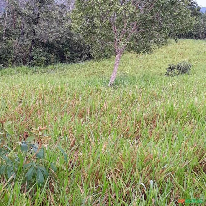 Vendo Sitio de 31 Hactares, localizado a 7 km de Aparecida do Rio Negro - To