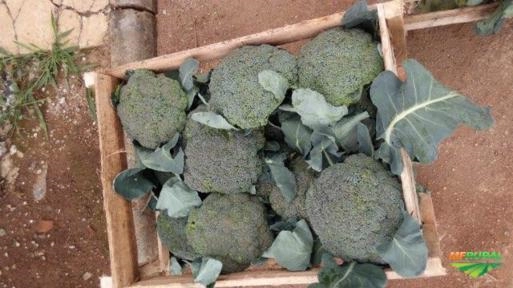 Imagem Brócolis ninja Imagem Brócolis ninja