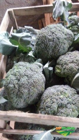 Imagem Brócolis ninja Imagem Brócolis ninja