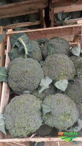 Imagem Brócolis ninja Imagem Brócolis ninja