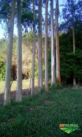 Plantio e manutenção de florestas de pinus e eucalipto
