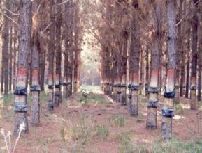 Arrendamento de reflorestamento de pinus para extração de resina