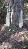 Procuro reflorestamento de Pinus para extração de Resina Imagem Procuro reflorestamento de Pinus para extração de Resina
