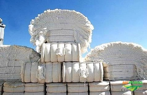 Compro algodao pluma saldo de porto Imagem Compro algodao pluma saldo de porto