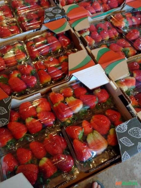 Morangos Imagem Morangos