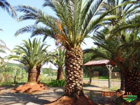 Imagem PALMEIRA FÊNIX CANARIENSE Imagem PALMEIRA FÊNIX CANARIENSE