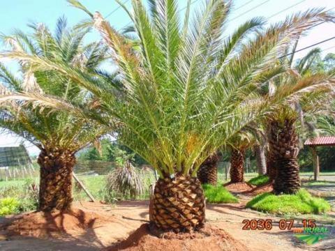 Imagem PALMEIRA FÊNIX CANARIENSE Imagem PALMEIRA FÊNIX CANARIENSE