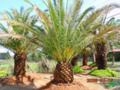 PALMEIRA FÊNIX CANARIENSE Imagem PALMEIRA FÊNIX CANARIENSE