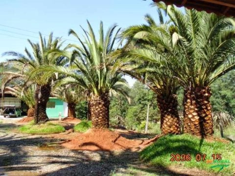 PALMEIRA FÊNIX CANARIENSE Imagem PALMEIRA FÊNIX CANARIENSE