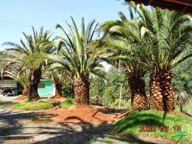 PALMEIRA FÊNIX CANARIENSE Imagem PALMEIRA FÊNIX CANARIENSE