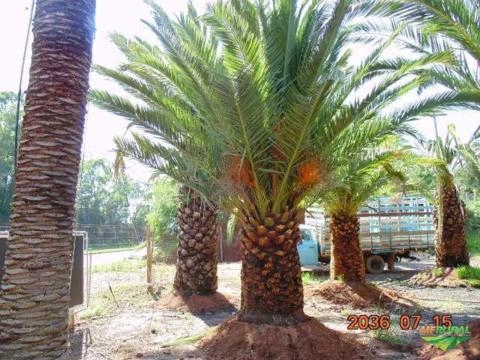 Imagem PALMEIRA FÊNIX CANARIENSE Imagem PALMEIRA FÊNIX CANARIENSE