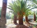 PALMEIRA FÊNIX CANARIENSE Imagem PALMEIRA FÊNIX CANARIENSE