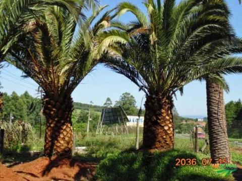 Imagem PALMEIRA FÊNIX CANARIENSE Imagem PALMEIRA FÊNIX CANARIENSE