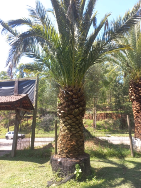 Imagem PALMEIRA FÊNIX CANARIENSE Imagem PALMEIRA FÊNIX CANARIENSE