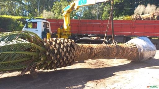 Imagem PALMEIRA FÊNIX CANARIENSE Imagem PALMEIRA FÊNIX CANARIENSE