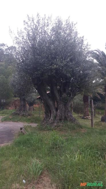 Imagem PALMEIRA FÊNIX CANARIENSE Imagem PALMEIRA FÊNIX CANARIENSE