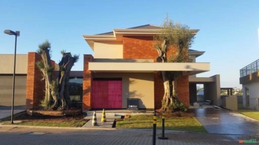 Oliveiras ornamentais centenárias Imagem Oliveiras ornamentais centenárias