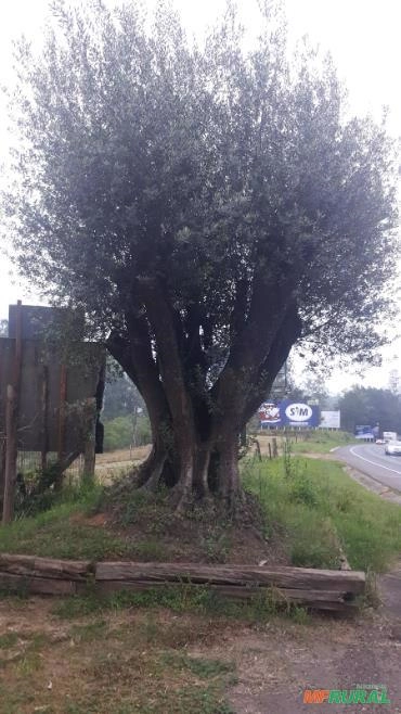 Imagem Oliveiras ornamentais centenárias Imagem Oliveiras ornamentais centenárias