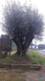 Oliveiras ornamentais centenárias Imagem Oliveiras ornamentais centenárias