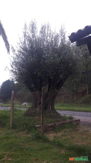 Imagem Oliveiras ornamentais centenárias Imagem Oliveiras ornamentais centenárias