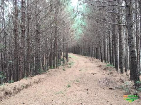 Área de terra com 15 mil árvores de Pinus
