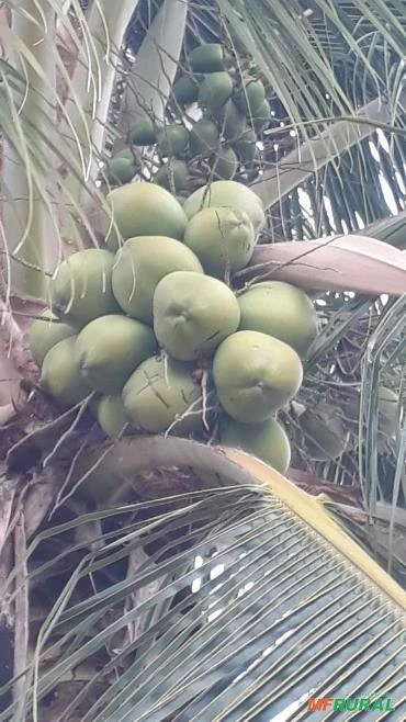Coco verde em Petrolina e juazeiro